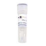 碧云天 生物素标记EMSA探针－STAT5 (0.2μM)(GS085B)