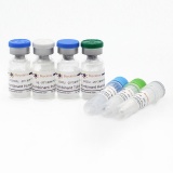 碧云天 Recombinant Murine KGF-2/FGF-10(重组小鼠KGF-2/FGF-10)(P6092-1mg)