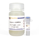 碧云天 BAX Mouse mAb(BAX小鼠单抗)(AF0054)