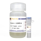 碧云天 Isocitrate dehydrogenase/IDH1 Mouse mAb(IDH1小鼠单抗)(AF0210)