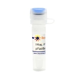 碧云天 pFastBac1-C-EGFP (昆虫杆状病毒表达质粒)(D2804-100μg)