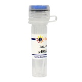 碧云天 pBR322 DNA(大肠杆菌基因克隆载体)(D2301-1μg)