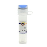 碧云天 pCMV-C-Myc-Pur(pCMV-C-Myc-Pur质粒)(D2794-1μg)