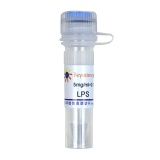 碧云天 LPS (Ultrapure, TLR4激活剂)(S1735)