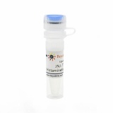 碧云天 JNJ-7777120 (Histamine Receptor拮抗剂)(SD9549-10mM)