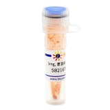 碧云天 SB216763 (GSK-3抑制剂)(SC0384-5mg)