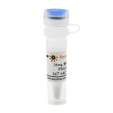 碧云天 PNU282987 (α7 nAChR激动剂)(SF9020-25mg)