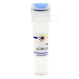 碧云天 pCMV-β-gal, pCMV-β-半乳糖苷酶质粒(D2806-1μg)