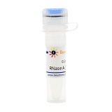 碧云天 RNase A (100mg/ml)(核糖核酸酶A)(ST579)