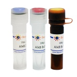 碧云天 AlkB (RNA/DNA去甲基化酶, Nuclease-free)(R0639S)