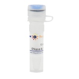 碧云天 RNase A (100mg/ml, DNase free)(核糖核酸酶A)(ST577)