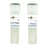 碧云天 BeyoAP Alkaline Phosphatase(BeyoAP碱性磷酸酶)(D7027)