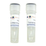 碧云天 T3 RNA Polymerase(T3 RNA聚合酶)(D7066)