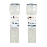 碧云天 T7 RNA Polymerase(T7 RNA聚合酶)(D7069)