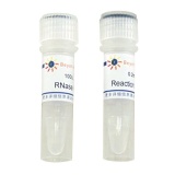 碧云天 RNase H(脱氧核糖核酸酶H)(D7089)