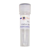 碧云天 EMSA探针－β-Catenin/TCF (10μM)(GS018A)