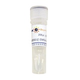 碧云天 生物素标记EMSA探针－SP1 (0.2μM)(GS078B)