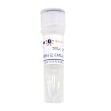 碧云天 生物素标记EMSA探针－YY1 (0.2μM)(GS106B)