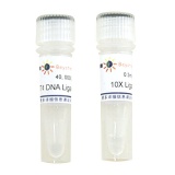 碧云天 T4 DNA Ligase(T4 DNA连接酶)(D7006)