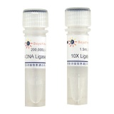 碧云天 T4 DNA Ligase(T4 DNA连接酶)(D7008)