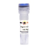 碧云天 HA Peptide (HA多肽)(P9808-1mg)