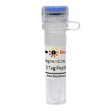 碧云天 S Tag Peptide (S Tag多肽)(P9816-1mg)