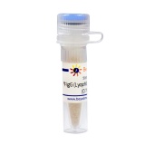 碧云天 牛IgG (Lyophilized Powder, ≥95%)(A7060-50mg)