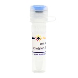 碧云天 Rhotekin-RBD Agarose (活性Rho结合琼脂糖凝胶)(P2061-1ml)