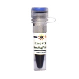 碧云天 BeyoMag Anti-Myc Magnetic Beads (Anti-Myc磁珠)(P2118-0.5ml)