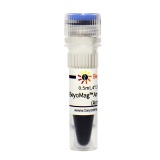 碧云天 BeyoMag Anti-HA Magnetic Beads (Anti-HA磁珠)(P2121-0.5ml)