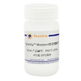 碧云天 SignalUp Western检测增敏剂(P0272-100ml)