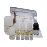 碧云天 Mouse AFP ELISA Kit（小鼠 AFP ELISA试剂盒）(PA016)