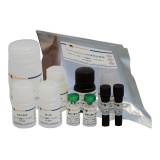 碧云天 Corticosterone ELISA Kit （皮质酮酶联免疫吸附检测试剂盒）(PC100)