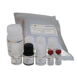 碧云天 Mouse CXCL10/IP-10 ELISA Kit （小鼠CXCL10/IP-10 ELISA试剂盒 ）(PC206)