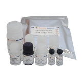 碧云天 Mouse EPO ELISA Kit （小鼠EPO ELISA试剂盒 ）(PE228)