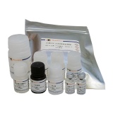 碧云天 Mouse FGF-21 ELISA Kit（小鼠FGF-21 ELISA试剂盒）(PF311)