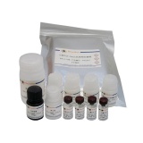 碧云天 Mouse FGF-basic ELISA Kit（小鼠FGF-basic ELISA试剂盒t）(PF324)