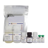 碧云天 Rat IgM ELISA Kit(大鼠总免疫球蛋白M酶联免疫吸附检测试剂盒)(PI490)