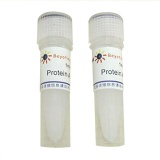 碧云天 Protein A Agarose (Fast Flow, 进口分装)(P2006)