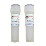 碧云天 Protein G Agarose (Fast Flow, 进口分装)(P2009)