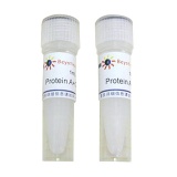 碧云天 Protein A+G Agarose (Fast Flow, 进口分装)(P2012)