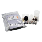 碧云天 Human ALCAM ELISA Kit(人ALCAM ELISA试剂盒)(PA015)