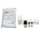 碧云天 Porcine IL-1β ELISA Kit (猪 IL-1β ELISA试剂盒)(PI307)