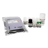 碧云天 Human/Rat FGF basic ELISA Kit(人/大鼠FGF basic ELISA试剂盒)(PF323)