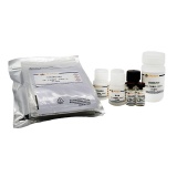 碧云天 Mouse IgG ELISA Kit (小鼠 IgG ELISA试剂盒)(PI480)