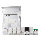 碧云天 Human IL-12 p70 ELISA Kit(人IL-12 p70 ELISA试剂盒)(PI535)