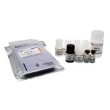 碧云天 Human IL-17 ELISA Kit(人IL-17 ELISA试剂盒)(PI550)