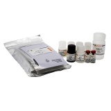 碧云天 Human Leptin ELISA Kit(人Leptin ELISA试剂盒)(PL700)