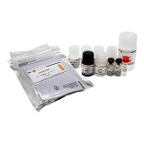 碧云天 Human Total Mer ELISA Kit (人Total Mer ELISA试剂盒)(PM708)