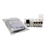 碧云天 Human MIF ELISA Kit(人MIF ELISA试剂盒)(PM715)